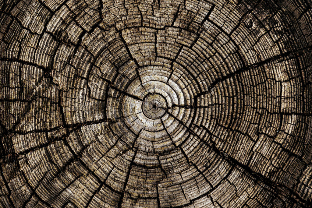 Tree rings