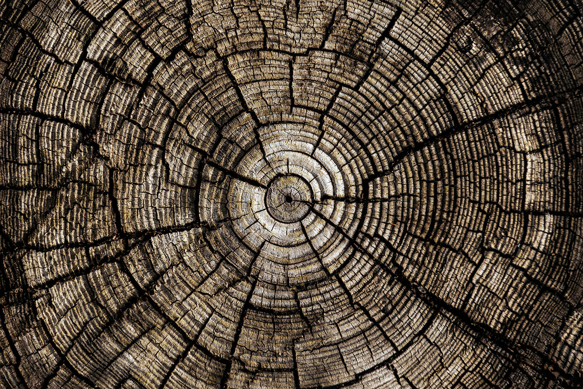 Tree rings
